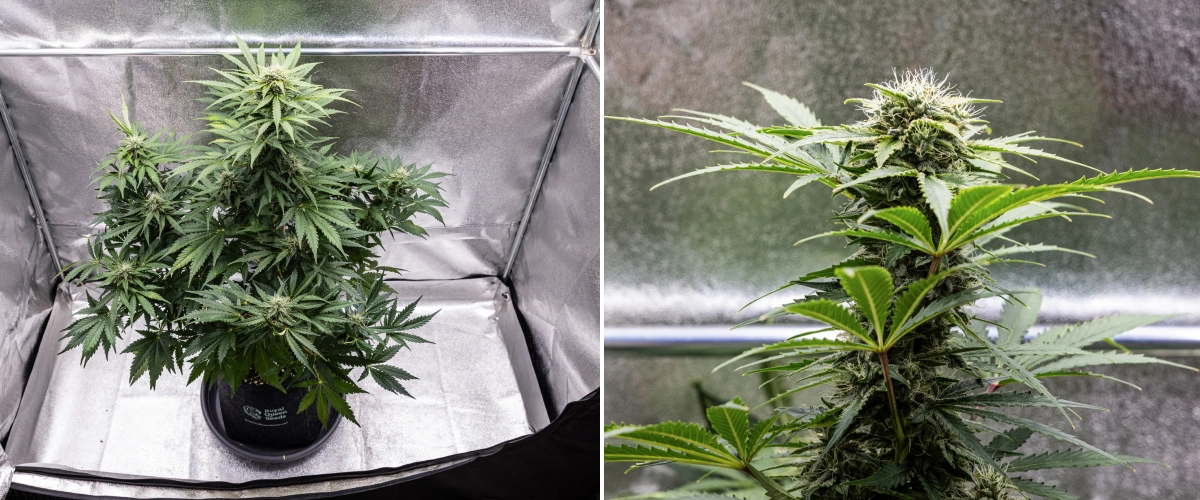 Grow report Royal Creamatic: tydzień 8, gęste lepkie topy Roślina konopi Royal Creamatic w 8. tygodniu, pokazująca gęste lepkie topy, oszronione trichomy, białe słupki i zdrowe zielone liście.