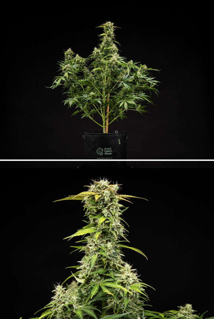 Grow report Royal Creamatic: tydzień 9, topy gotowe do zbioru Roślina konopi Royal Creamatic w 9. tygodniu, pokazująca topy gotowe do zbioru, oszronione trichomy, białe słupki i mocną główną colę.