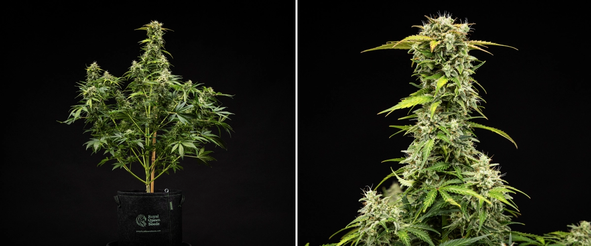 Grow report Royal Creamatic: tydzień 9, topy gotowe do zbioru Roślina konopi Royal Creamatic w 9. tygodniu, pokazująca topy gotowe do zbioru, oszronione trichomy, białe słupki i mocną główną colę.