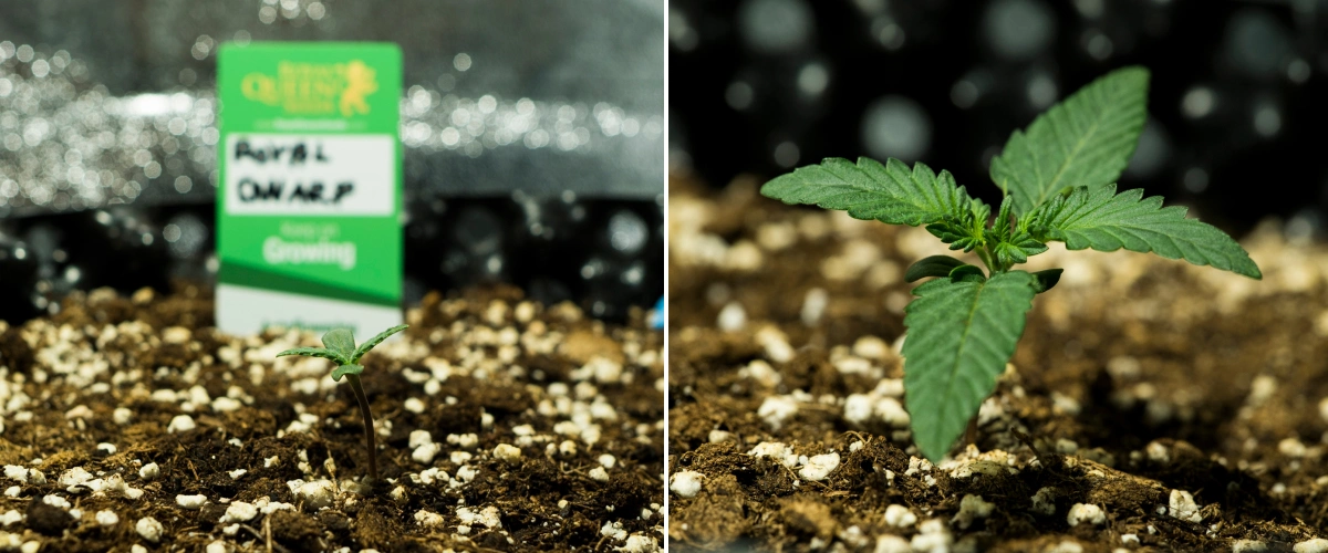 Siewki konopi Royal Dwarf w 1. tygodniu, pokazujące wczesny wzrost, zielone liście, podłoże bogate w perlit i opakowanie Royal Queen Seeds.