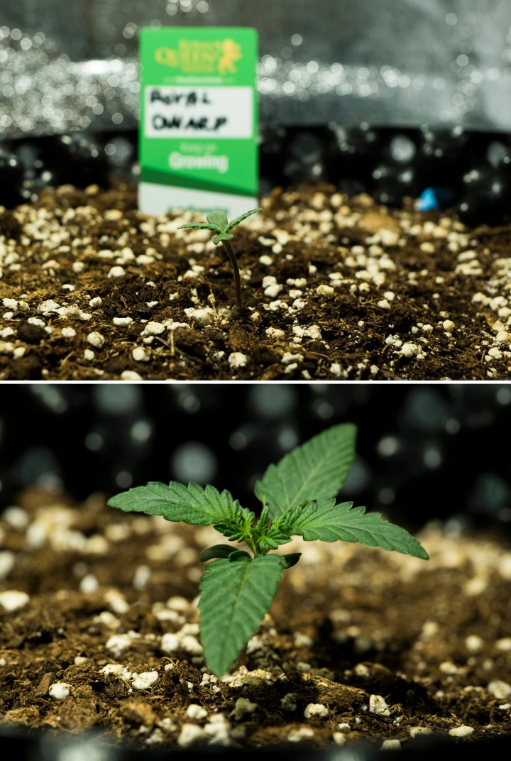Siewki konopi Royal Dwarf w 1. tygodniu, pokazujące wczesny wzrost, zielone liście, podłoże bogate w perlit i opakowanie Royal Queen Seeds.