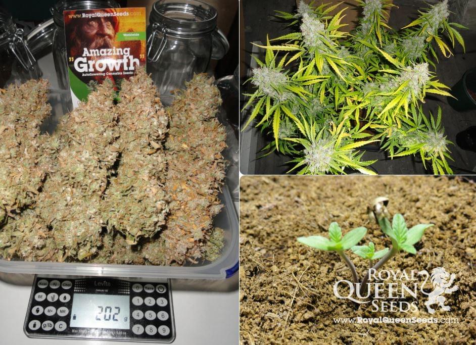 Royal Haze Automatic Autoflowering Marijuana Royal Haze Automatic Autoflowering Marijuana