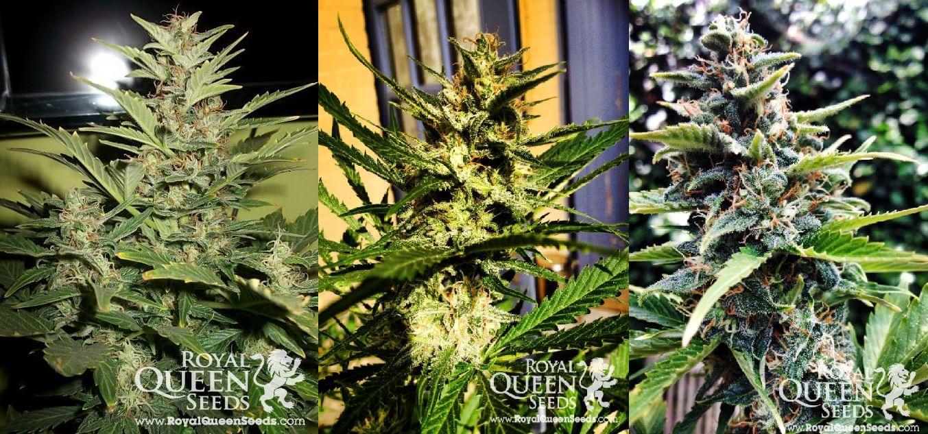 Royal Haze Automatic Autoflowering Marijuana Royal Haze Automatic Autoflowering Marijuana