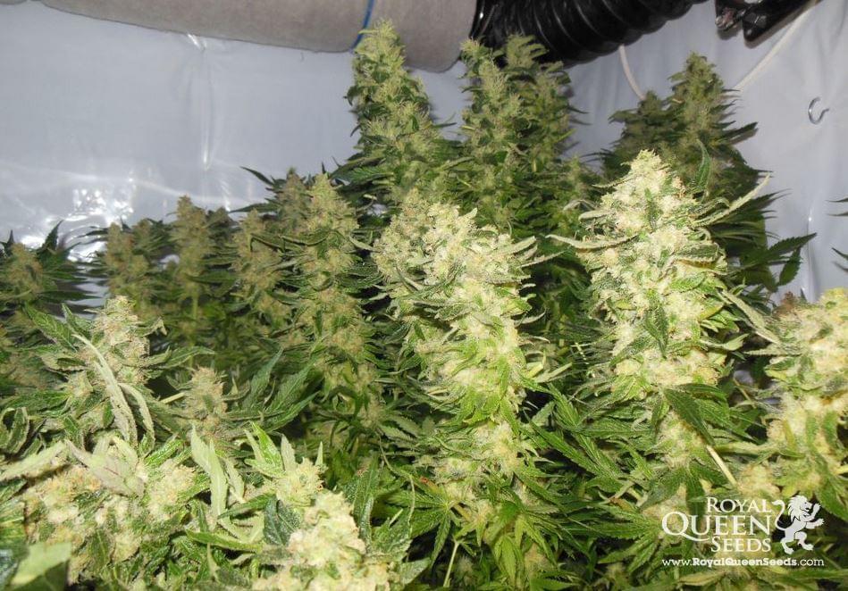 Royal Madre Feminized Cannabis Seeds Royal Madre Feminized Cannabis Seeds