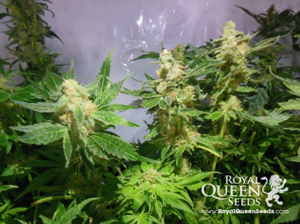 Royal Madre Feminized Cannabis Seeds Royal Madre Feminized Cannabis Seeds