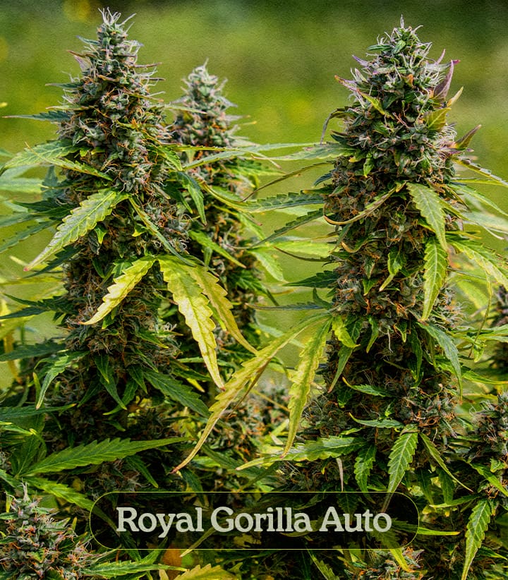 Royal Gorilla Auto Royal Gorilla Auto