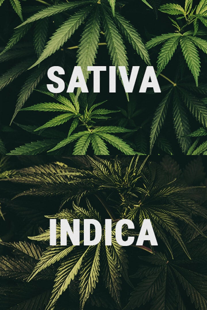 Sativa and Indica Cannabis Plants