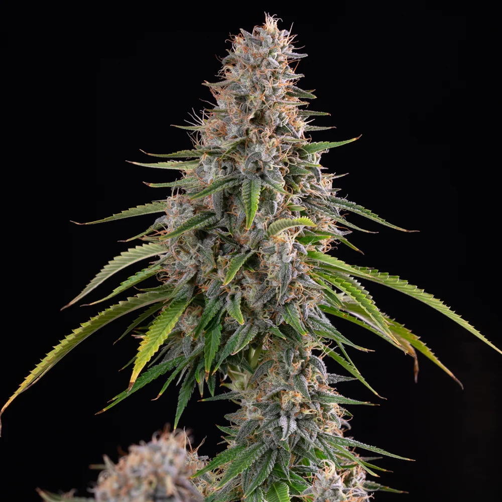 Sticky Queen Sticky Queen