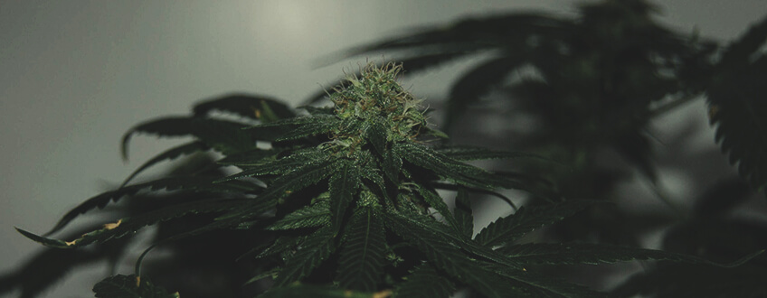 Tatanka Pure CBD