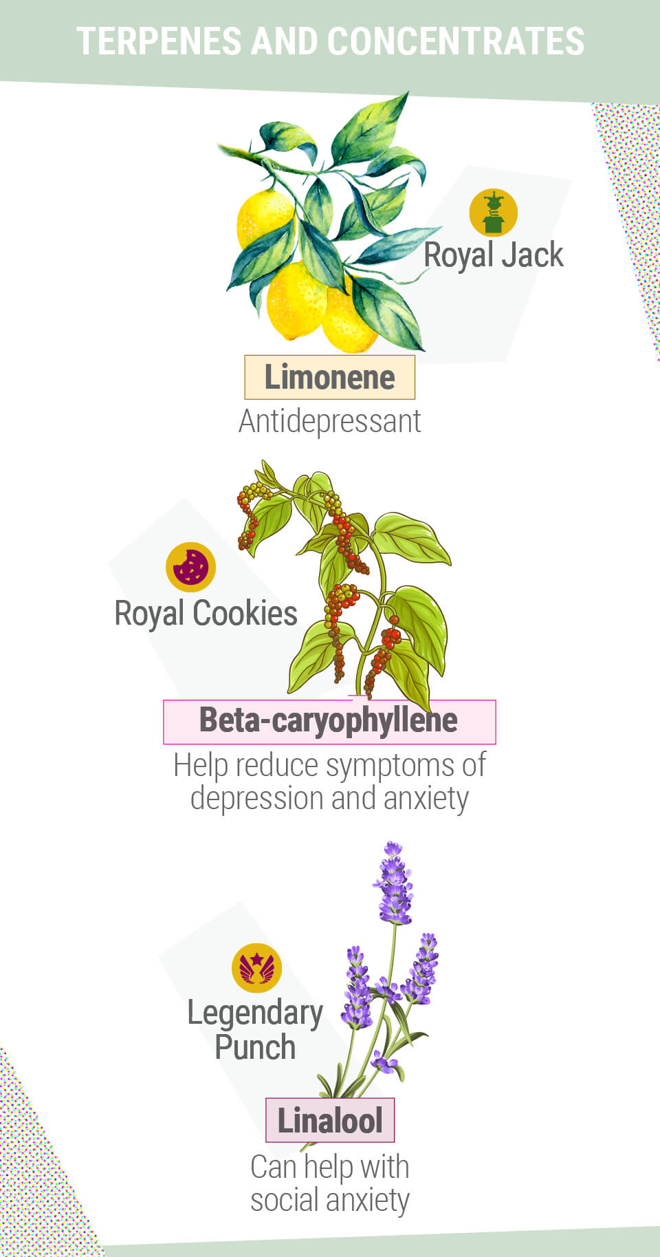 TERPENY I KONCENTRATY