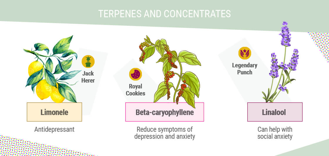 TERPENY I KONCENTRATY