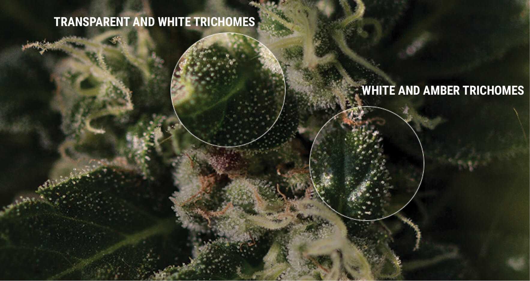 HOW TO INSPECT YOUR TRICHOMES
