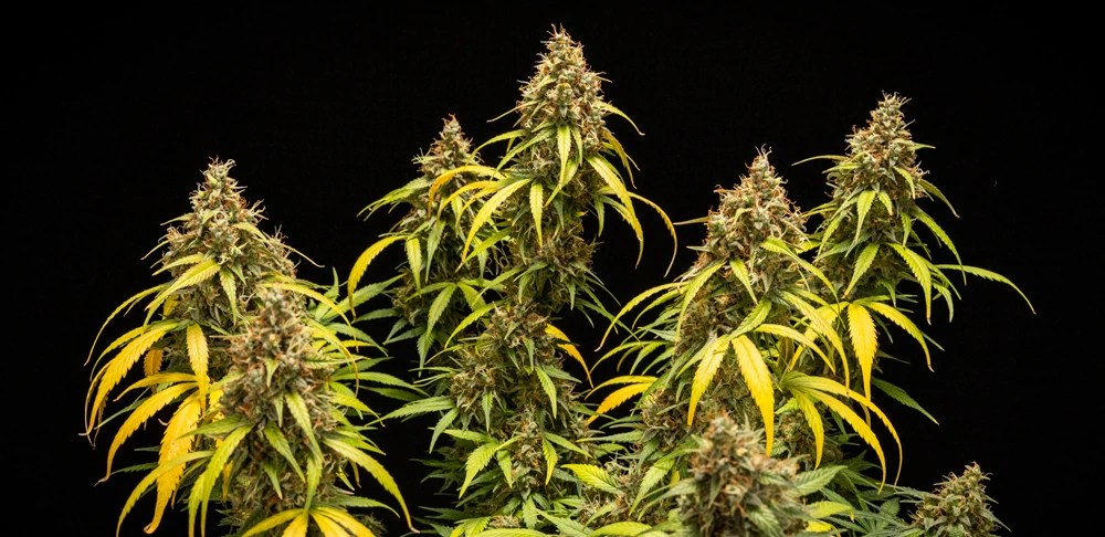 Triple G Auto Triple G Auto