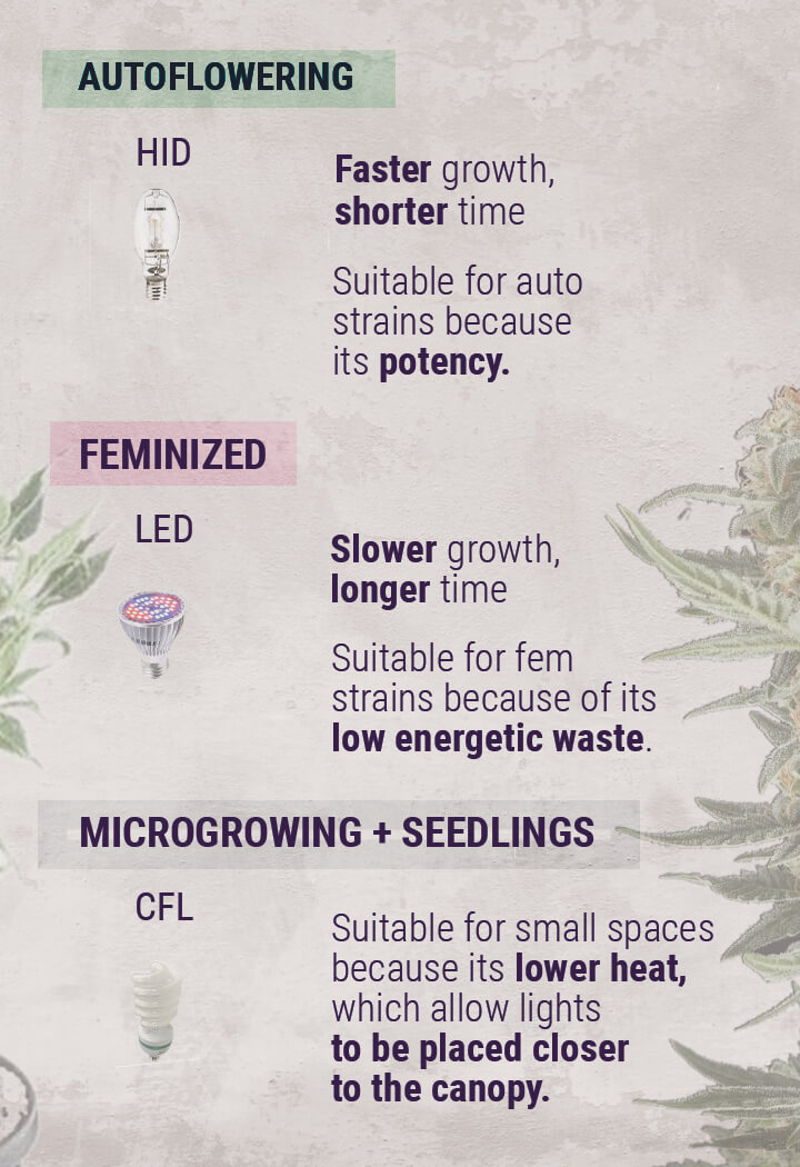 Uprawa marihuany: jak ustawić oświetlenie do uprawy indoor