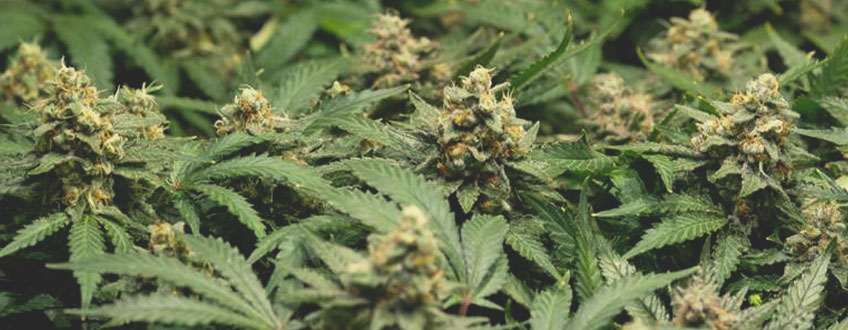 Amnesia Haze Amnesia Haze