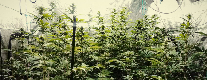 Amnesia Haze Amnesia Haze