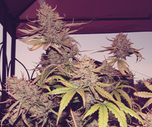 Amnesia Haze Amnesia Haze