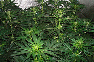 Best cannabis plant