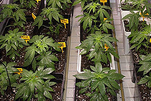 Foliar fertilizer for cannabis plants