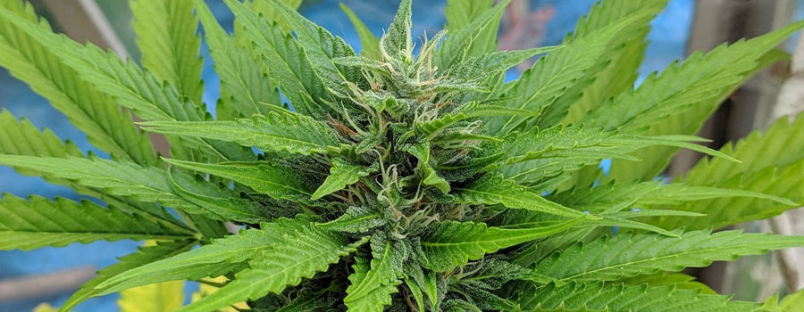 Cannabis 420 Moby Królewskie nasiona Rqs marihuany Cannabis 420 Moby Królewskie nasiona Rqs marihuany