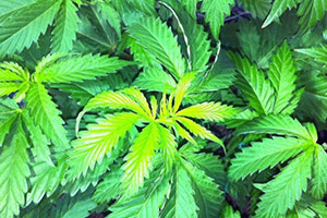 Cannabis jasnozielone liście Cannabis jasnozielone liście