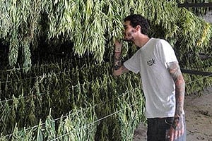 Best marijuana buds in the world