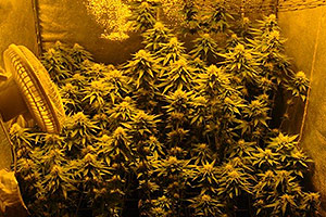 Ventilation marijuana plants 