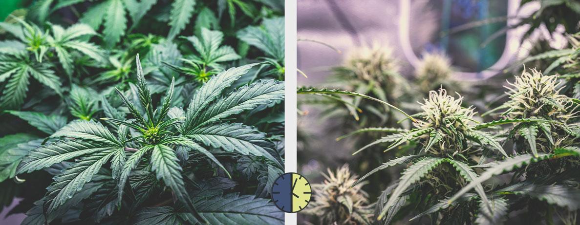Zalety i wady automatycznie kwitnących odmian cannabis