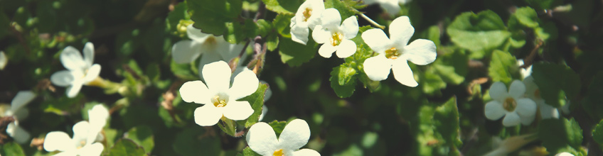 Companion Plants for Cannabis Companion Plants for Cannabis