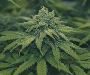 Chocolate Haze Chocolate Haze