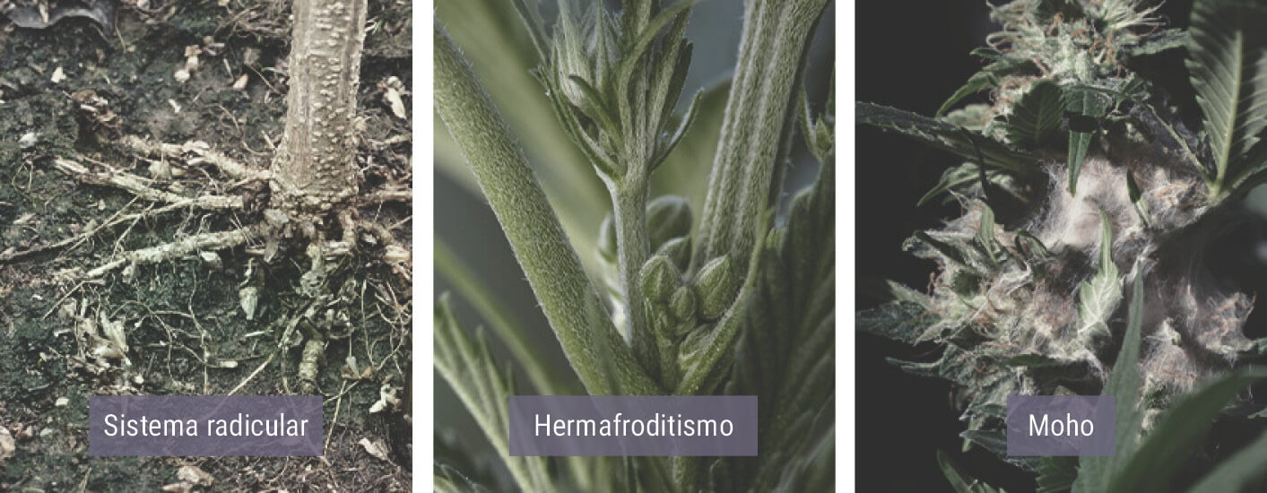Cómo afecta el frío a las plantas de marihuana Cómo afecta el frío a las plantas de marihuana