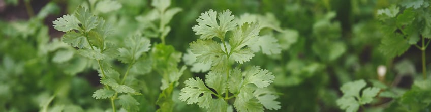Companion Plants for Cannabis Companion Plants for Cannabis