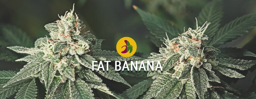 Największy, najgorszy banana Kush: Fat Banana