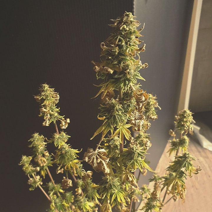 Cómo evitar y tratar las hojas de marihuana secas y quebradizas Cómo evitar y tratar las hojas de marihuana secas y quebradizas