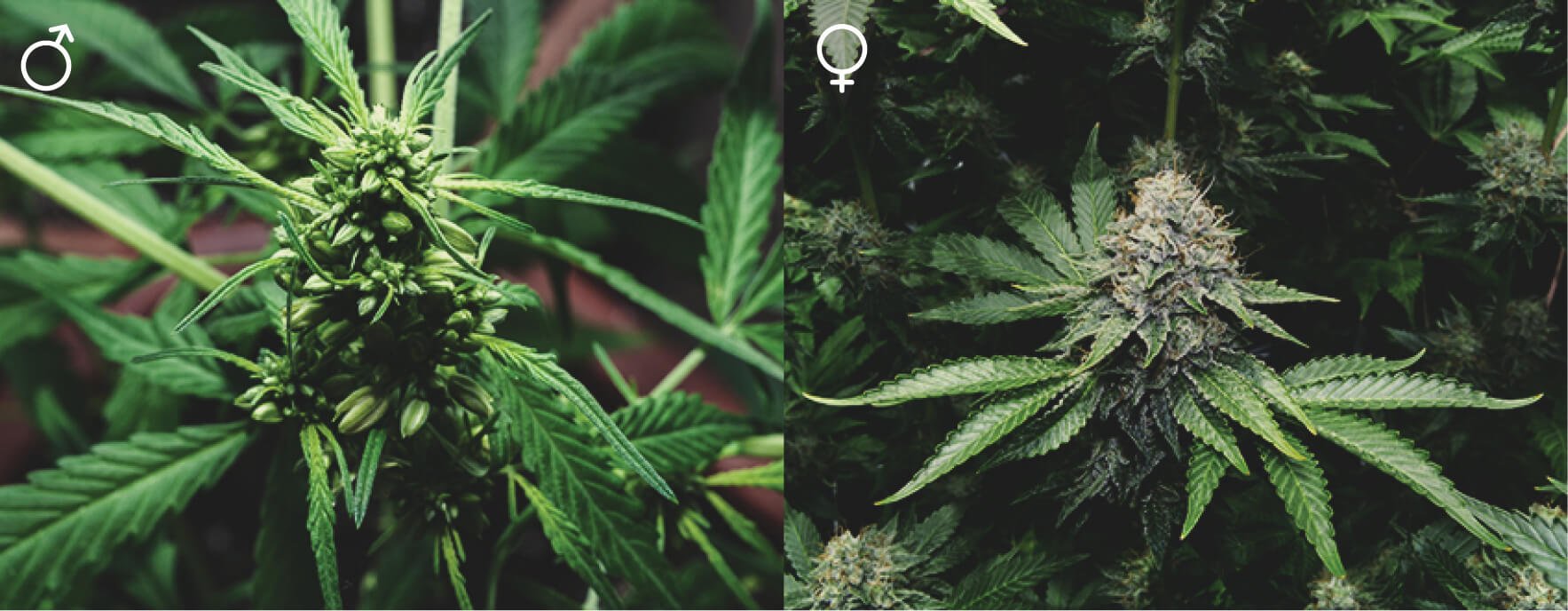 Czy wszystkie rośliny cannabis są takie same? Czy wszystkie rośliny cannabis są takie same?