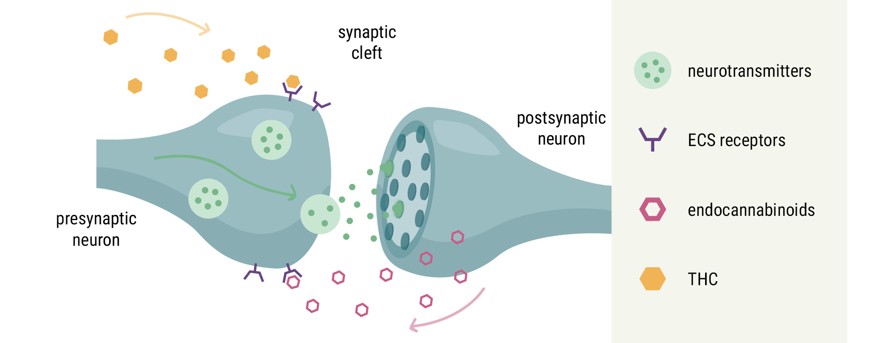 The Endocannabinoid System and Cancer