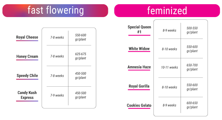 Fast Flowering Cannabis Strains