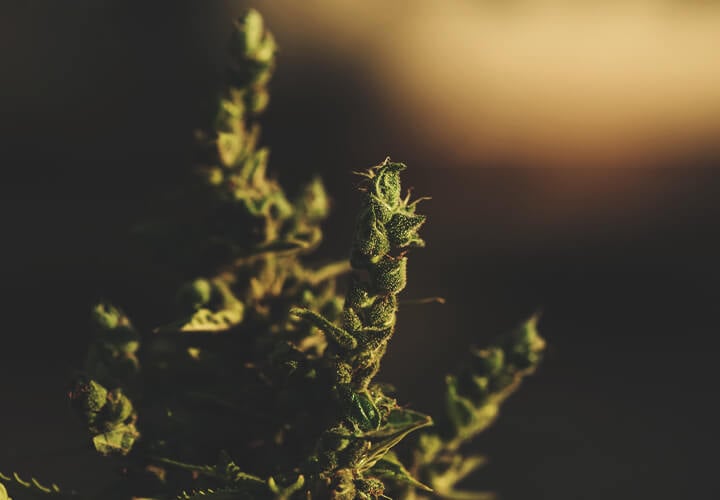 What Is Foxtailing Weed? What Is Foxtailing Weed?