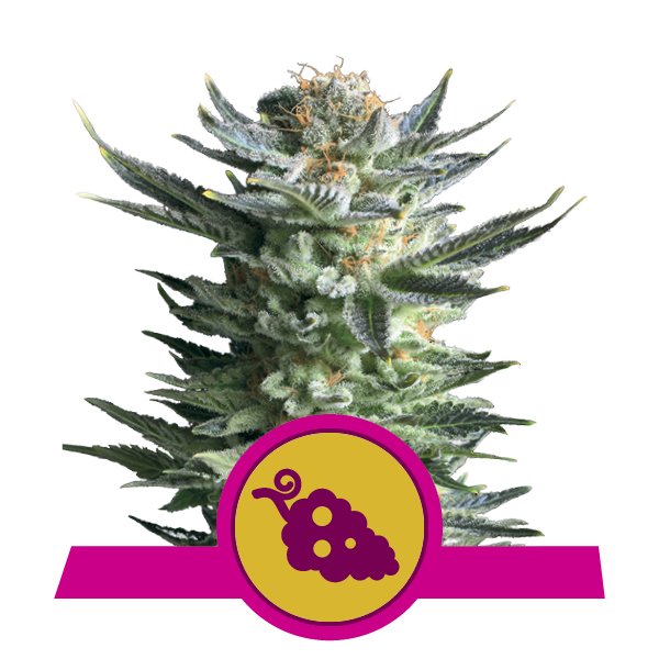 Kupować Feminized Fruit Spirit Cannabis
Kupować Feminized Fruit Spirit Cannabis