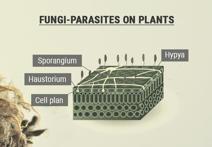 Spores and Reproduction Spores and Reproduction