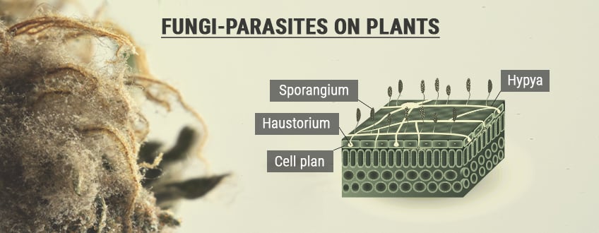 Spores and Reproduction Spores and Reproduction