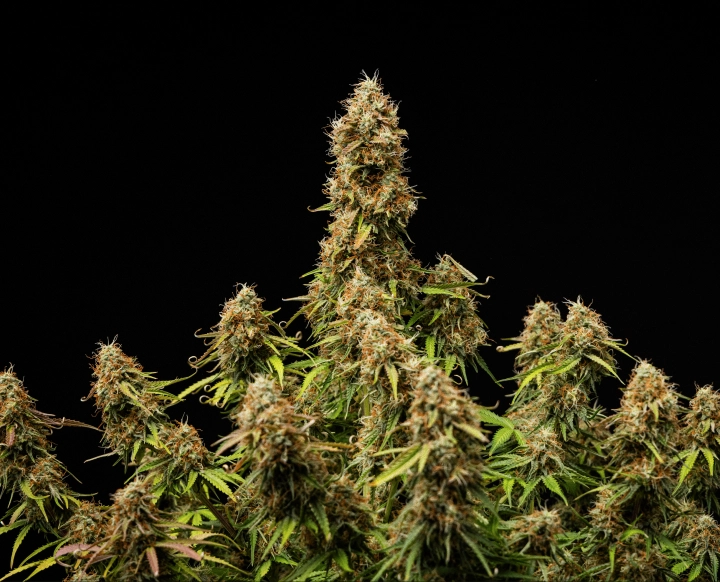 Efekt końcowy Gaia F1 Gęste, oszronione kwiaty i w pełni dojrzała struktura pod koniec cyklu