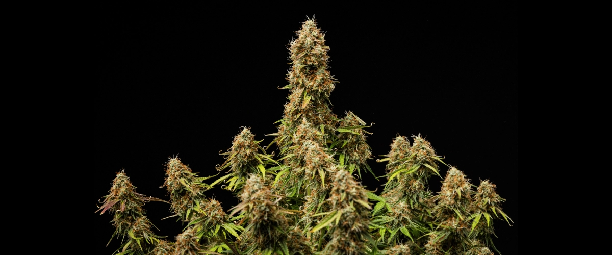 Efekt końcowy Gaia F1 Gęste, oszronione kwiaty i w pełni dojrzała struktura pod koniec cyklu