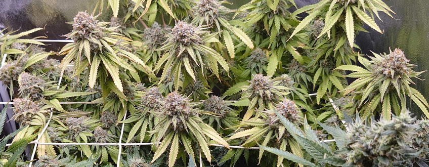 Green Crack Punch Green Crack Punch