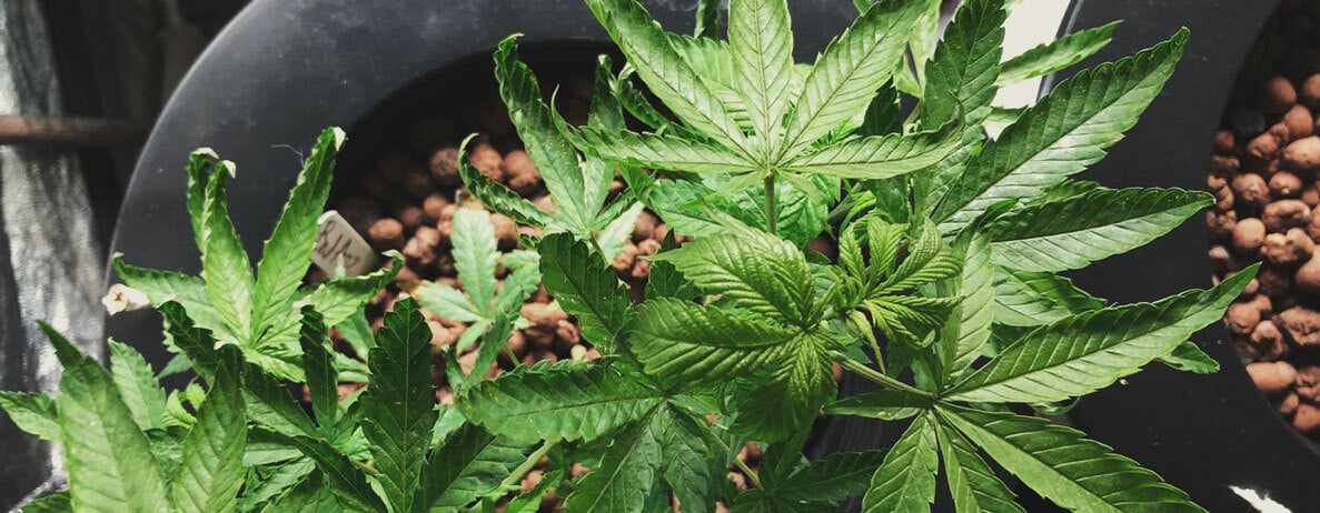 ¿Pueden recuperarse las plantas del estrés térmico? ¿Pueden recuperarse las plantas del estrés térmico?