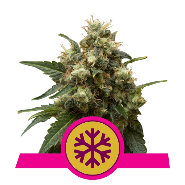Kupować Feminized ICE Cannabis Feminized ICE Cannabis