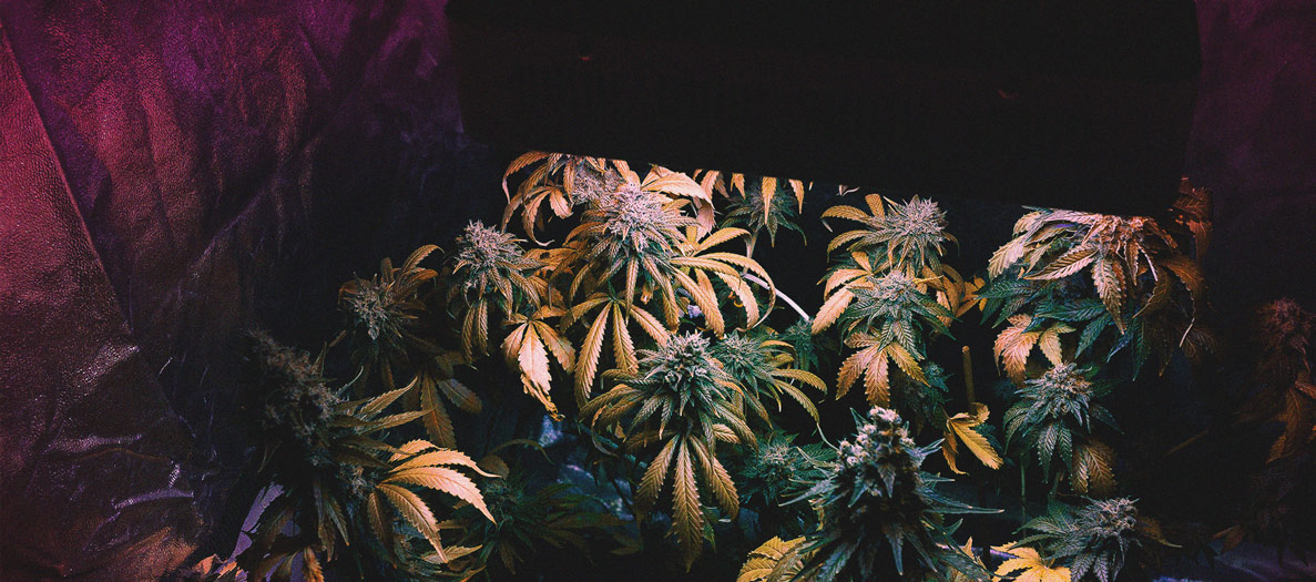 Consejos para cultivar marihuana en climas fríos Consejos para cultivar marihuana en climas fríos