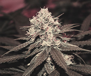 Lemon Shining Silver Haze Lemon Shining Silver Haze