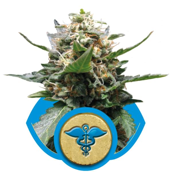 Royal Medic CBD Marijuana Strains