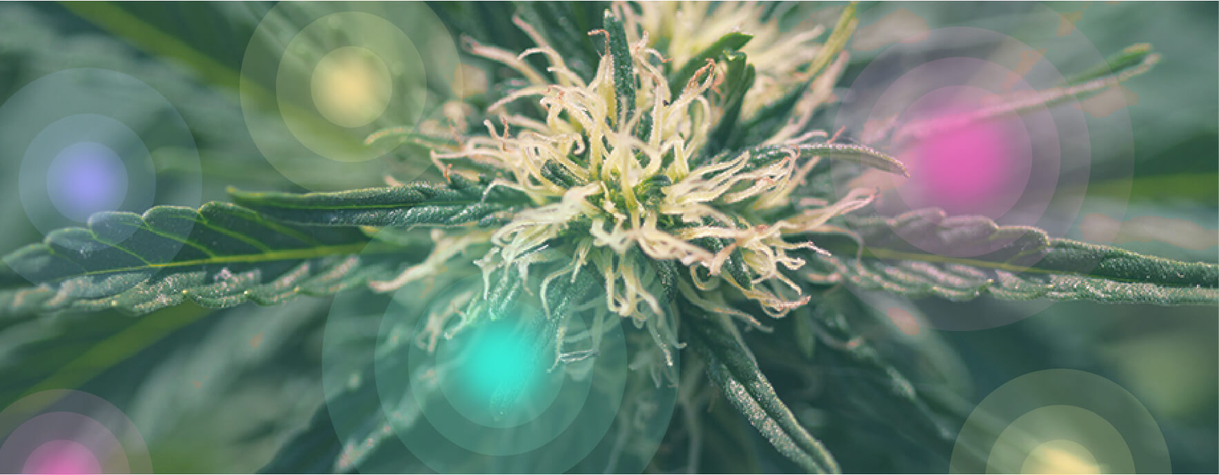 What Is Medical Marijuana? What Is Medical Marijuana?